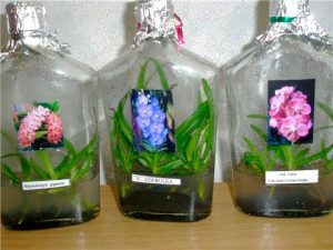orchid-bottle